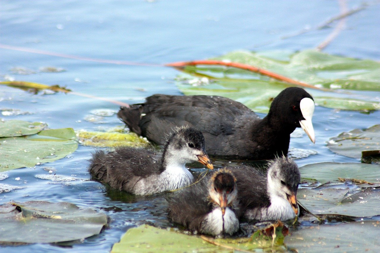 Czas na Zakaz Polowań na Ptaki: Apel do Ministerstwa Środowiska