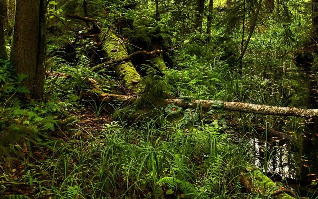 Kiedy 20% Lasów Bez Wycinek?